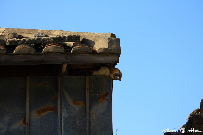 【馬祖】芹壁有貓 12 49fef496a80ef