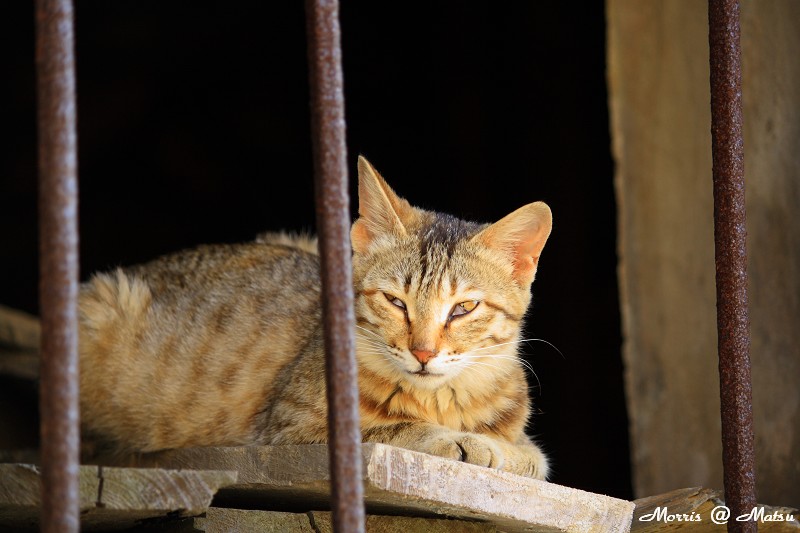 【馬祖】芹壁有貓 14 49fef4a7b88d1