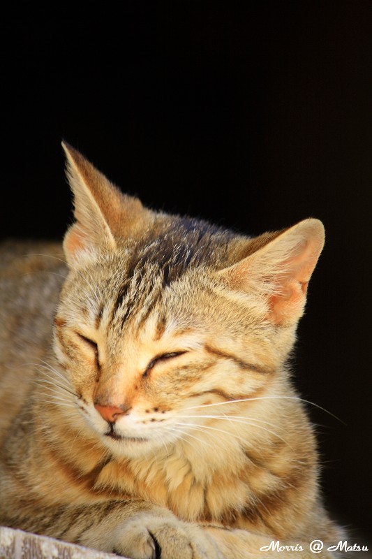 【馬祖】芹壁有貓 15 49fef4ad5e489