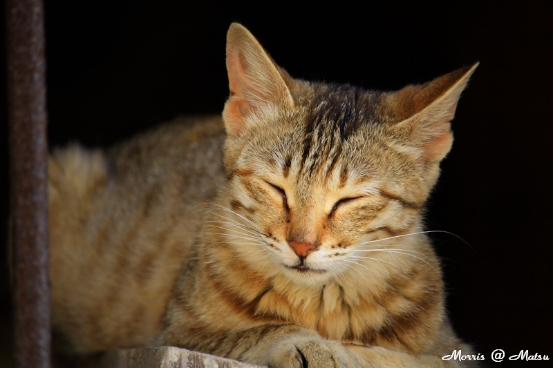 【馬祖】芹壁有貓 16 49fef4b412f92