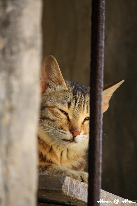 【馬祖】芹壁有貓 17 49fef4b8cdbec