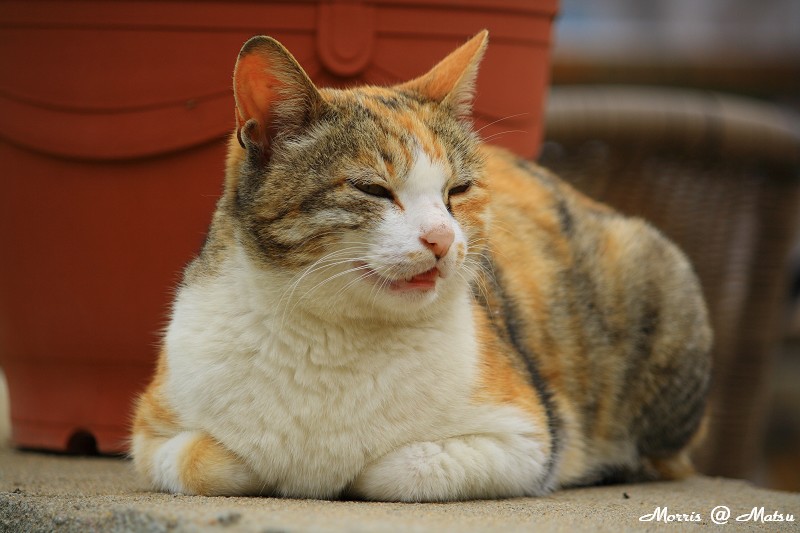 【馬祖】芹壁有貓 18 49fef4c312d54