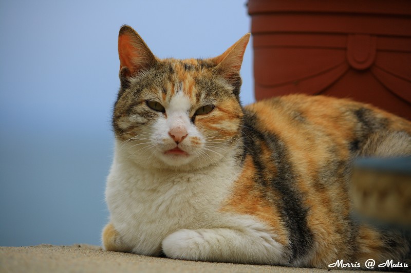 【馬祖】芹壁有貓 19 49fef4cd23903