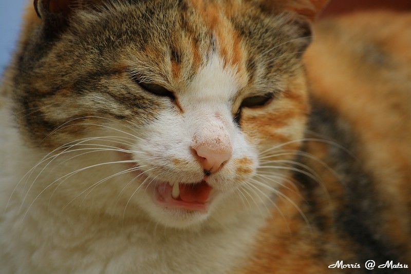 【馬祖】芹壁有貓 20 49fef4d29e4ba