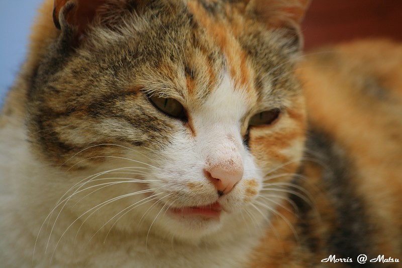 【馬祖】芹壁有貓 21 49fef4d97c62f