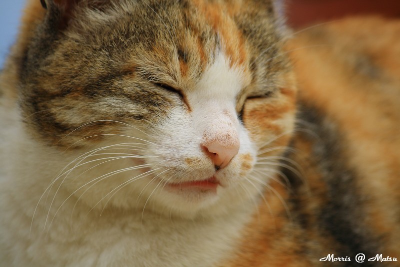 【馬祖】芹壁有貓 22 49fef4dec600e