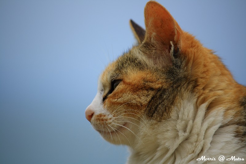 【馬祖】芹壁有貓 23 49fef4e369e2d