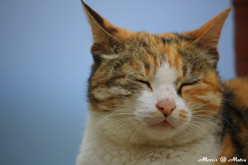 【馬祖】芹壁有貓 24 49fef4eda6b5a