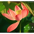 情投意荷 (22).JPG