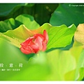 情投意荷 (23).JPG