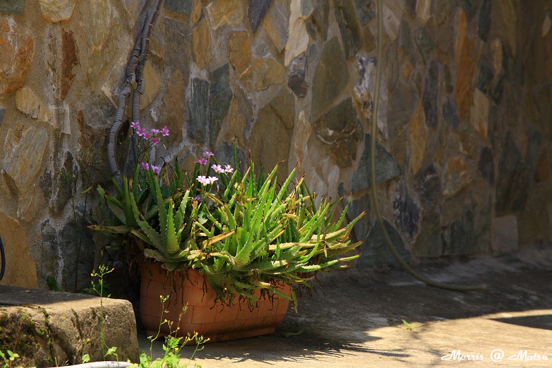 【馬祖】南竿 鐵板聚落訪鐵堡 13 4a1d2ad8e0e69