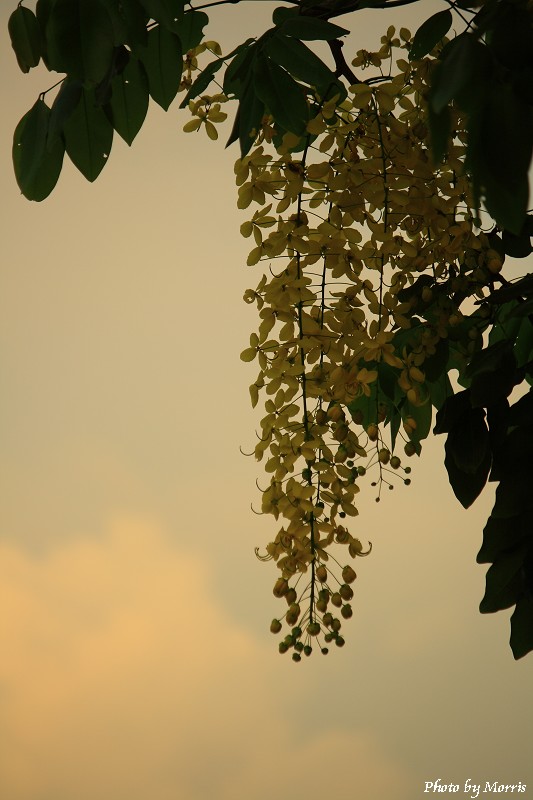 夏末‧黃金雨 (7).JPG