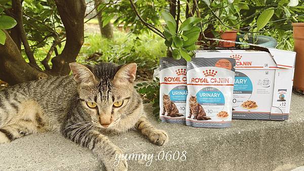 貓咪飼料推薦開箱 │法國皇家 ROYAL CANIN 泌尿道保健UC33 再也不想換飼料品牌了！1