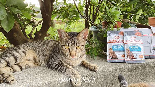 貓咪飼料推薦開箱 │法國皇家 ROYAL CANIN 泌尿道保健UC33 再也不想換飼料品牌了！2