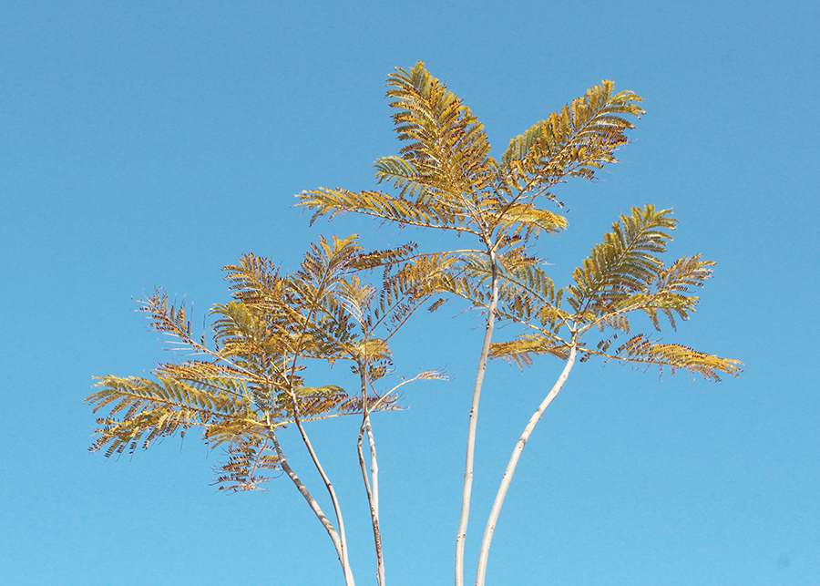 MIA01-17.png MIA01-17.png