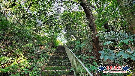 基隆國家新城後山(樂利山)新山水庫鐘萼木花開 (1).jpg