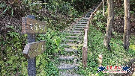 基隆國家新城後山(樂利山)新山水庫鐘萼木花開 (6).jpg