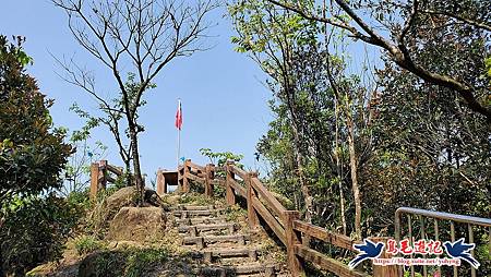 基隆國家新城後山(樂利山)新山水庫鐘萼木花開 (13).jpg