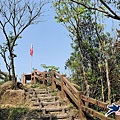 基隆國家新城後山(樂利山)新山水庫鐘萼木花開 (13).jpg