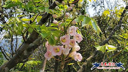 基隆國家新城後山(樂利山)新山水庫鐘萼木花開 (16).jpg