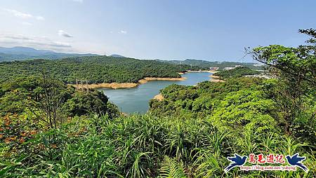 基隆國家新城後山(樂利山)新山水庫鐘萼木花開 (20).jpg