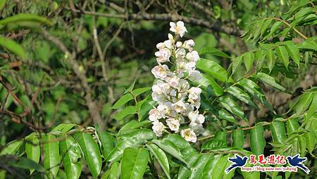 基隆國家新城後山(樂利山)新山水庫鐘萼木花開 (29).jpg