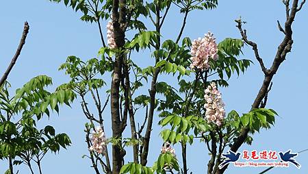 基隆國家新城後山(樂利山)新山水庫鐘萼木花開 (32).jpg