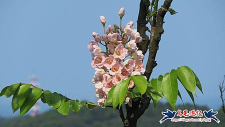 基隆國家新城後山(樂利山)新山水庫鐘萼木花開 (34).jpg