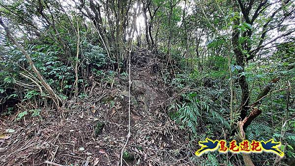 草山南峰-南草山-雞母嶺古道 (17).jpg