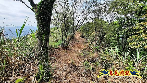 草山南峰-南草山-雞母嶺古道 (39).jpg