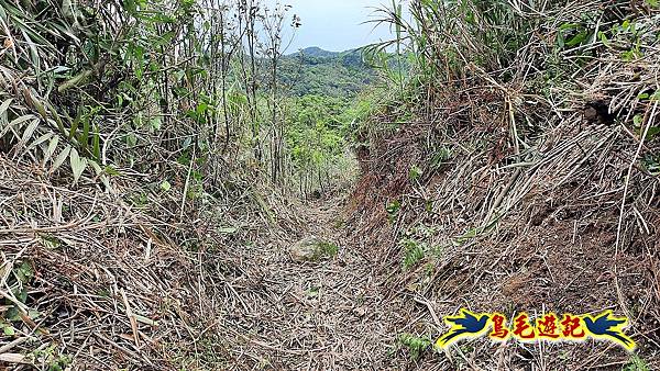 草山南峰-南草山-雞母嶺古道 (48).jpg