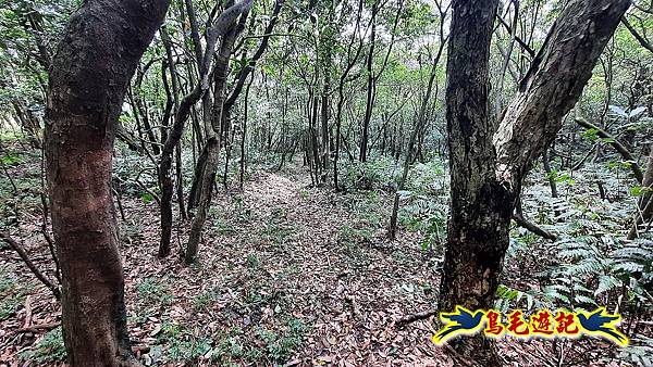 草山南峰-南草山-雞母嶺古道 (52).jpg