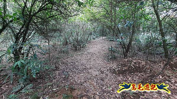 草山南峰-南草山-雞母嶺古道 (71).jpg