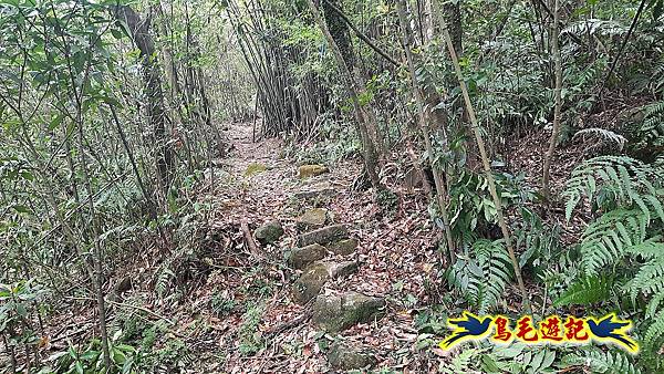 草山南峰-南草山-雞母嶺古道 (84).jpg