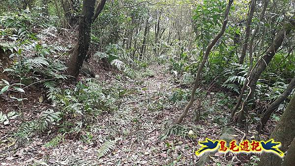 草山南峰-南草山-雞母嶺古道 (86).jpg