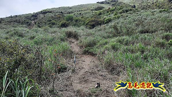 草山南峰-南草山-雞母嶺古道 (99).jpg