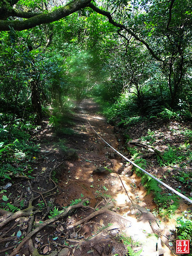 大屯主峰連峰步道 (76).jpg