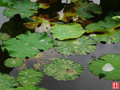 大埤荷花 (13).jpg