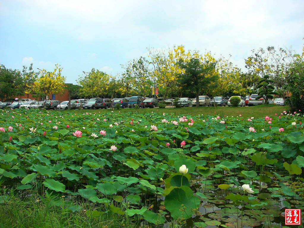 亞洲大學黃金雨荷花 (4).jpg