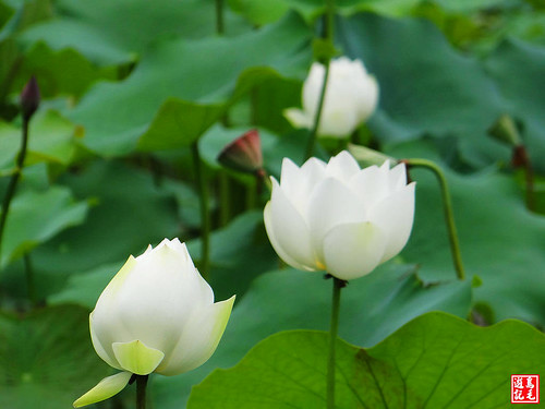 亞洲大學黃金雨荷花 (12).jpg