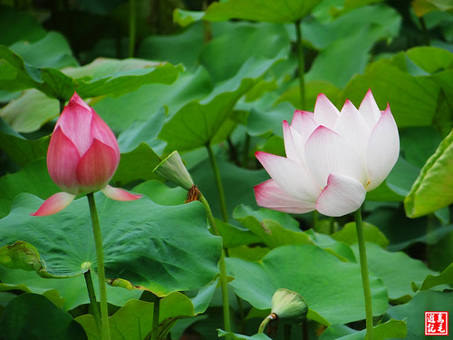 亞洲大學黃金雨荷花 (14).jpg