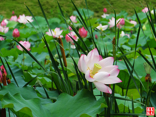 亞洲大學黃金雨荷花 (10).jpg