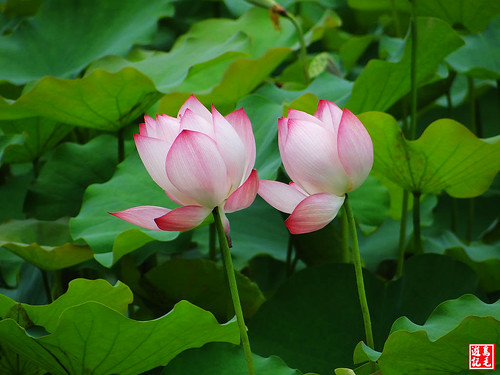 亞洲大學黃金雨荷花 (15).jpg