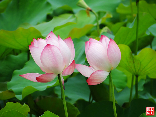 亞洲大學黃金雨荷花 (16).jpg