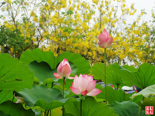 亞洲大學黃金雨荷花 (18).jpg