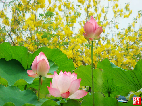 亞洲大學黃金雨荷花 (19).jpg