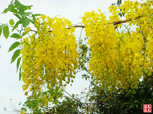 亞洲大學黃金雨荷花 (27).jpg