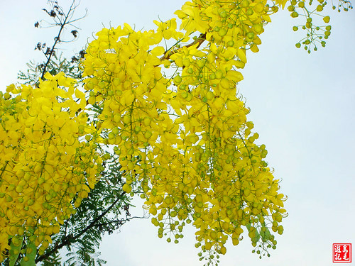 亞洲大學黃金雨荷花 (31).jpg