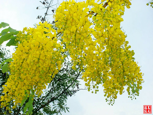 亞洲大學黃金雨荷花 (32).jpg