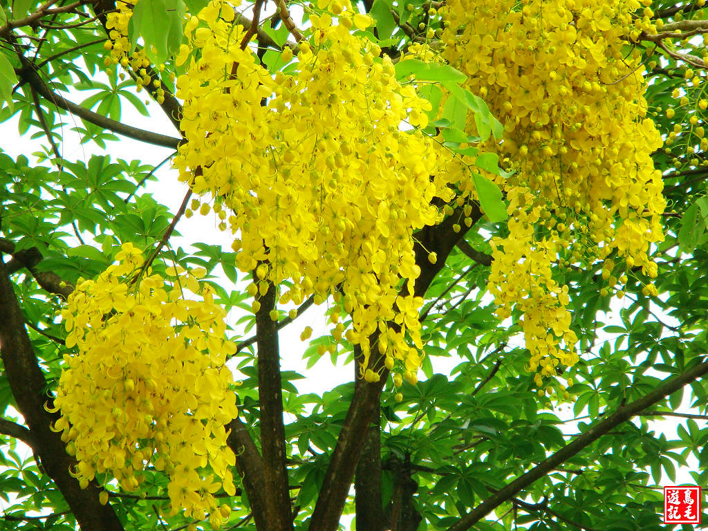 亞洲大學黃金雨荷花 (41).jpg